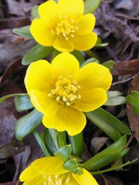 Winter Aconite Bulbs (Eranthus hyemalis)